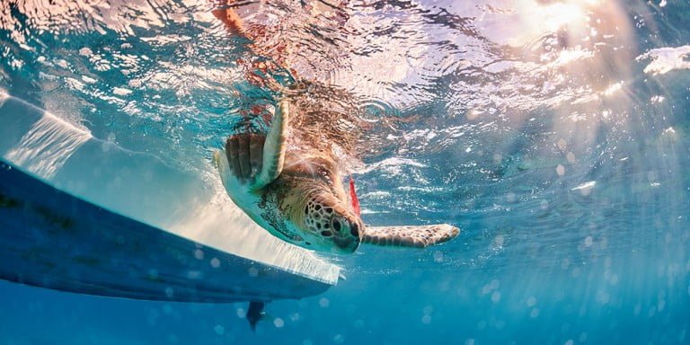 sea turtle