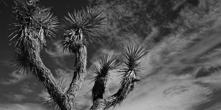 Exercises in Black & White in Joshua Tree National Park