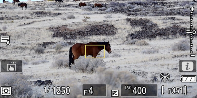 focus point persistence