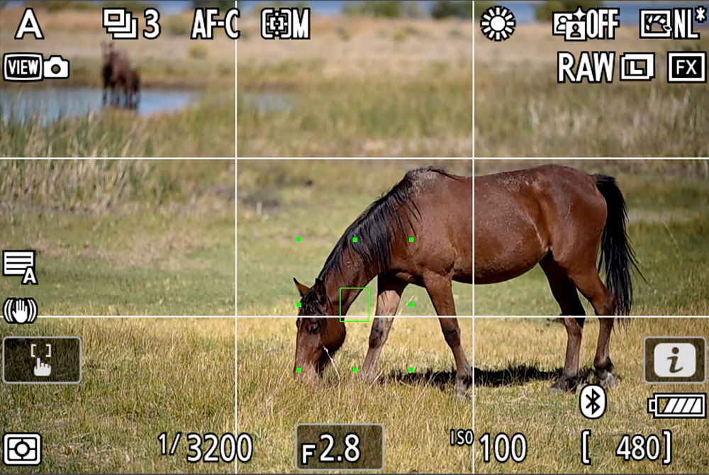 nikon dynamic area