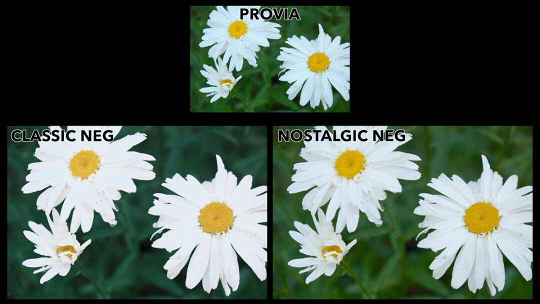 Fujifilm Classic Neg or Nostalgic Neg? Full Comparison