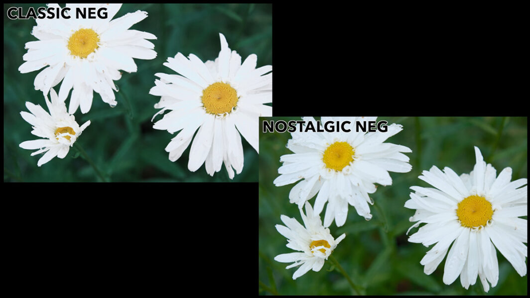 Neg Fujifilm Classic Neg or Nostalgic Neg? Full Comparison