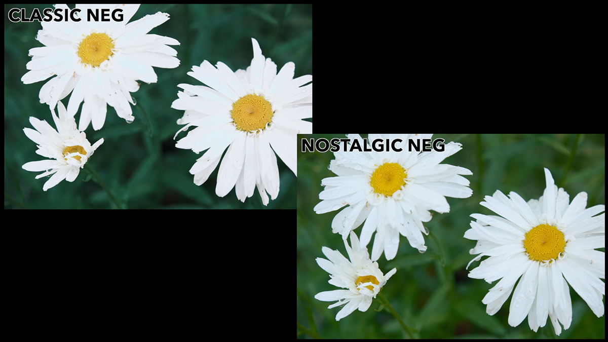 classic neg and nostalgic neg comparison