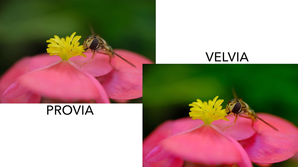provia vs velvia