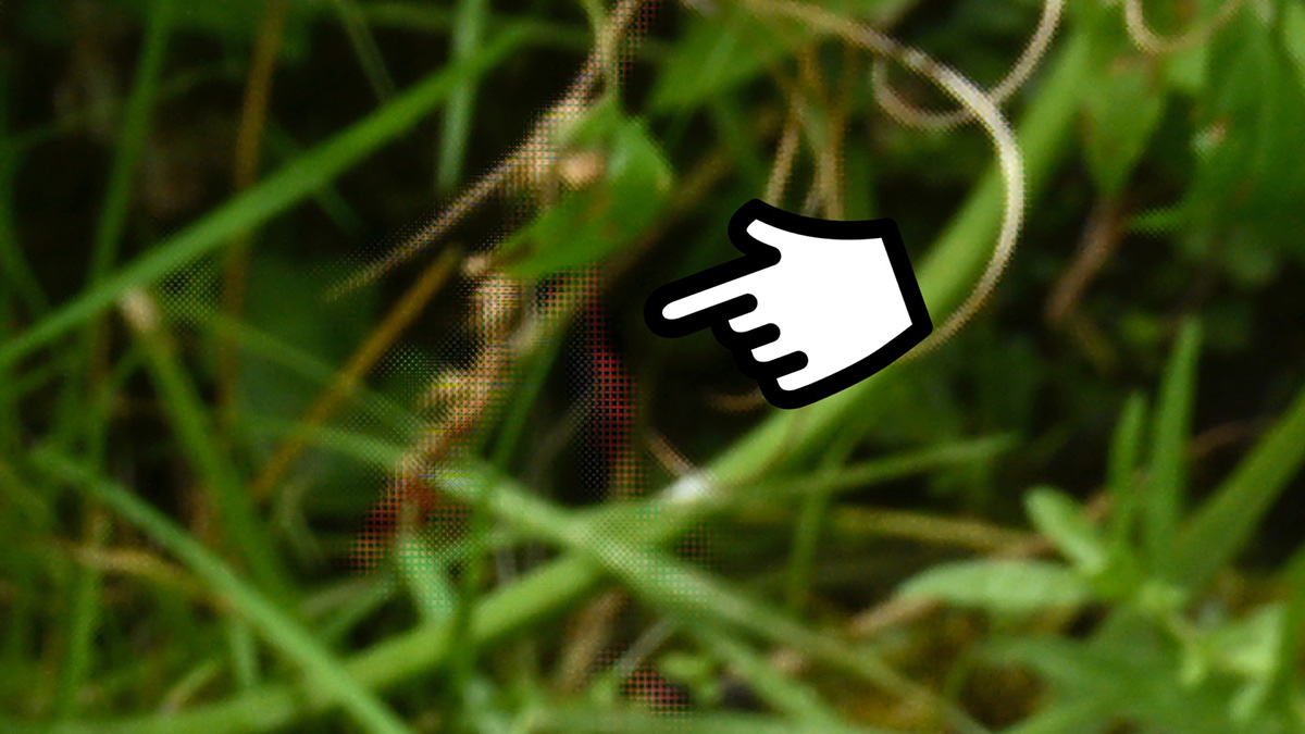 pixel shift movement