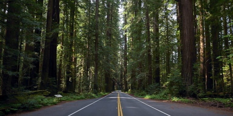 Road Trip Day Six: Backpacking to Gold Bluff Beach - Redwood National Park