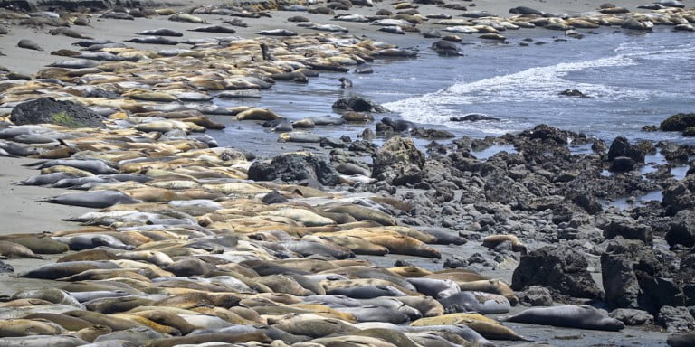 Road Trip Day Three: San Simeon Coast from Morro Bay to Salmon Creek