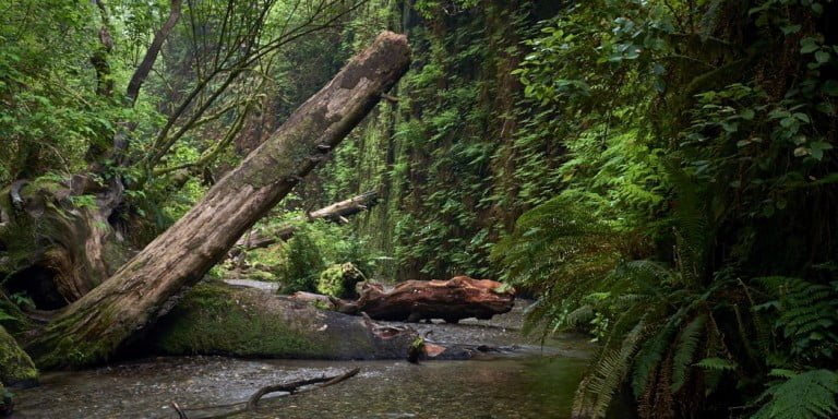 Road Trip Day Seven: Fern Canyon & Camping Redwood Creek