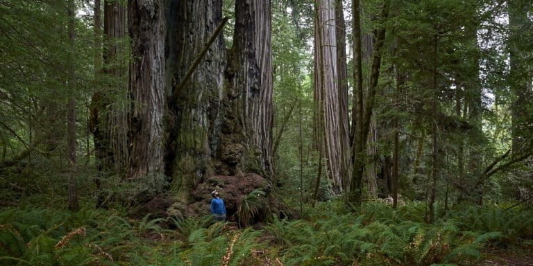 Road Trip Day Eight: Tall Trees and an Early End